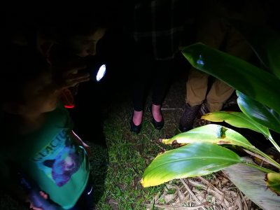 Jungle_Night_Tours_Jaco_Costa_Rica_0c