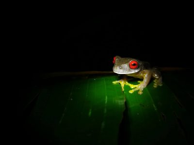 Jungle_Night_Tours_Jaco_Costa_Rica_1