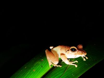 Jungle_Night_Tours_Jaco_Costa_Rica_1b