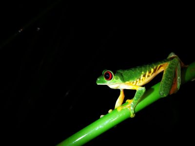 Jungle_Night_Tours_Jaco_Costa_Rica_1c