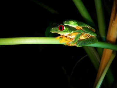 Jungle_Night_Tours_Jaco_Costa_Rica_1d