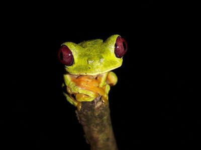 Jungle_Night_Tours_Jaco_Costa_Rica_1e