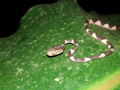 Jungle_Night_Tours_Jaco_Costa_Rica_2c