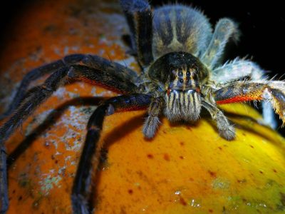 Jungle_Night_Tours_Jaco_Costa_Rica_3b