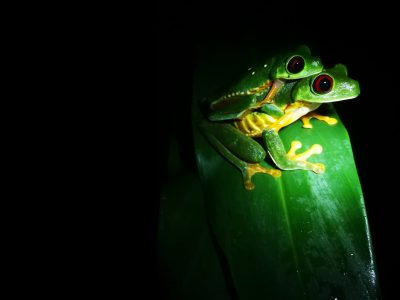 Jungle_Night_Tours_Jaco_Costa_Rica_4