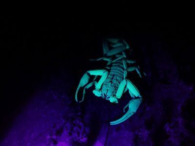 Jungle_Night_Tours_Jaco_Costa_Rica_5