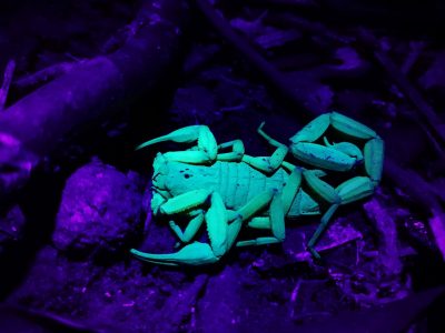 Jungle_Night_Tours_Jaco_Costa_Rica_5b