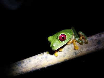 Jungle_Night_Tours_Jaco_Costa_Rica_6
