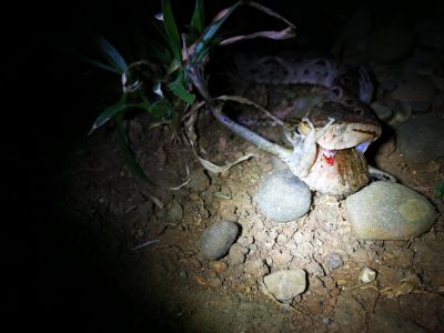 Jungle_Night_Tours_Jaco_Costa_Rica_7