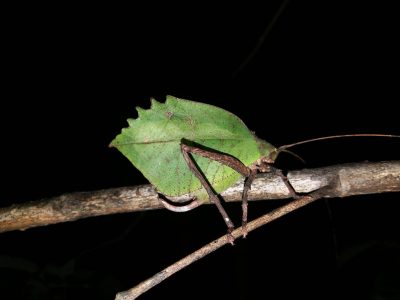Jungle_Night_Tours_Jaco_Costa_Rica_8