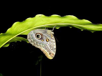 Jungle_Night_Tours_Jaco_Costa_Rica_8b
