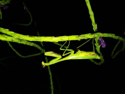 Jungle_Night_Tours_Jaco_Costa_Rica_8c