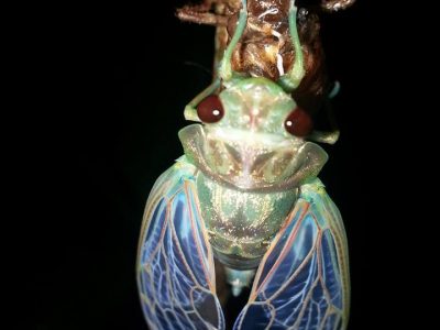 Jungle_Night_Tours_Jaco_Costa_Rica_8e