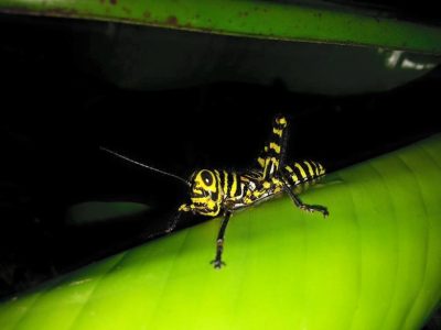 Jungle_Night_Tours_Jaco_Costa_Rica_8f