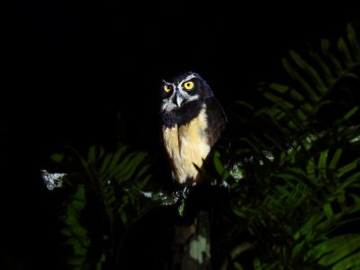 Jungle_Night_Tours_Jaco_Costa_Rica_9
